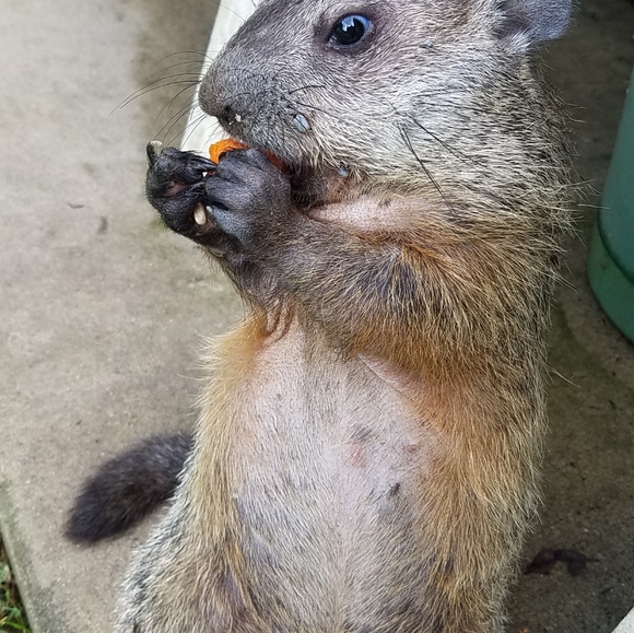 Meet your Posher, Janet - Picture 7 of 12